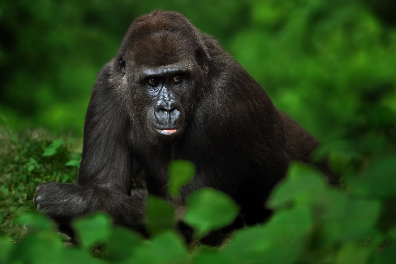 Gorillas sind die größten Menschenaffen. Man unterscheidet die Östlichen Gorillas (hier auf dem Bild), die im östlichen Teil der Demokratischen Republik Kongo leben, von den...