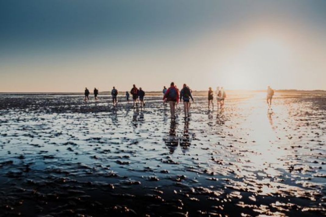 Barfuß den Meeresboden besuchen: Eine geführte Watt-Wanderung ist das Highlight des Nordsee-Urlaubs.