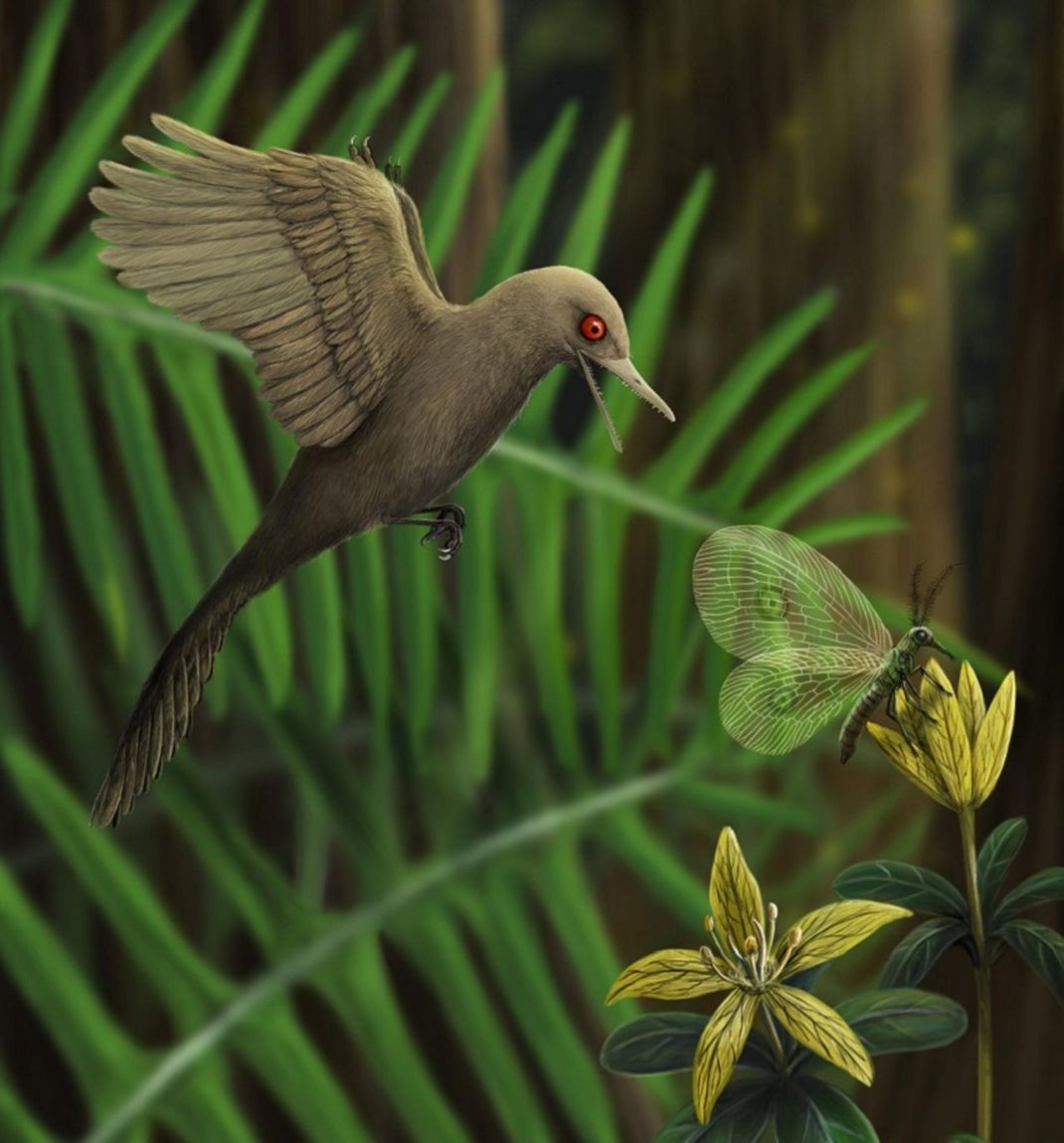 Der Mini-Dinosaurier war so groß wie der kleinste heute lebende Kolibri.