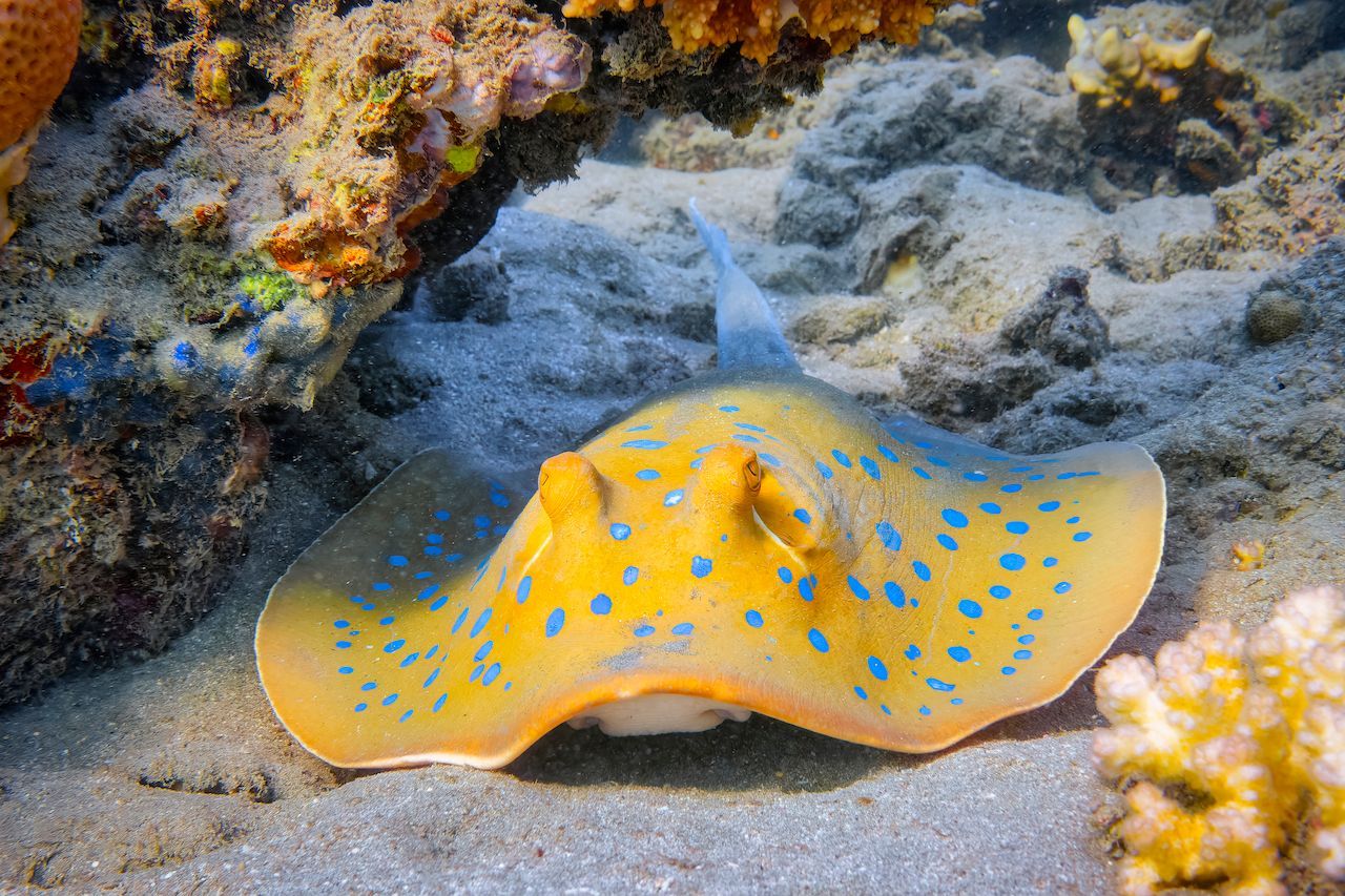 Zur Tarnung kann der Blaupunktrochen sein leuchtendes Blau abschwächen. Da er sich gern im Sand einbuddelt, kannst du aus Versehen auf ein Exemplar treten. Muss er sich verteidigen, schlägt er mit seinem Giftstachel-Schwanz um sich. Das kann äußerst schmerzhaft sein, ist aber im Normalfall nicht lebensbedrohlich.