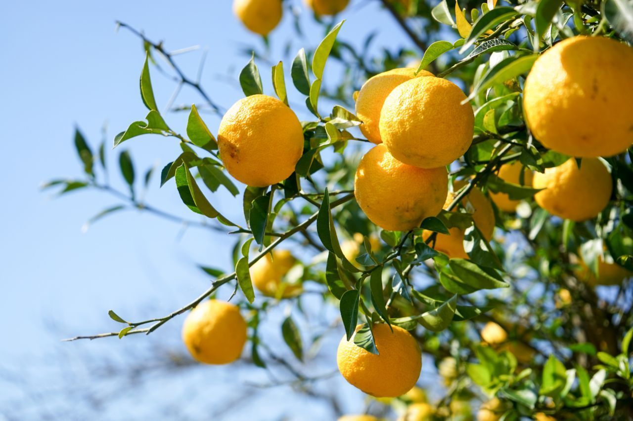 Die Yuzu ist von außen pfui, aber von innen hui. Lass dich nicht von ihrem schrumpeligen Äußeren abschrecken. Die Zitrusfrucht schmeckt nicht nur sauer, sondern auch süßlich mit Bitternote.