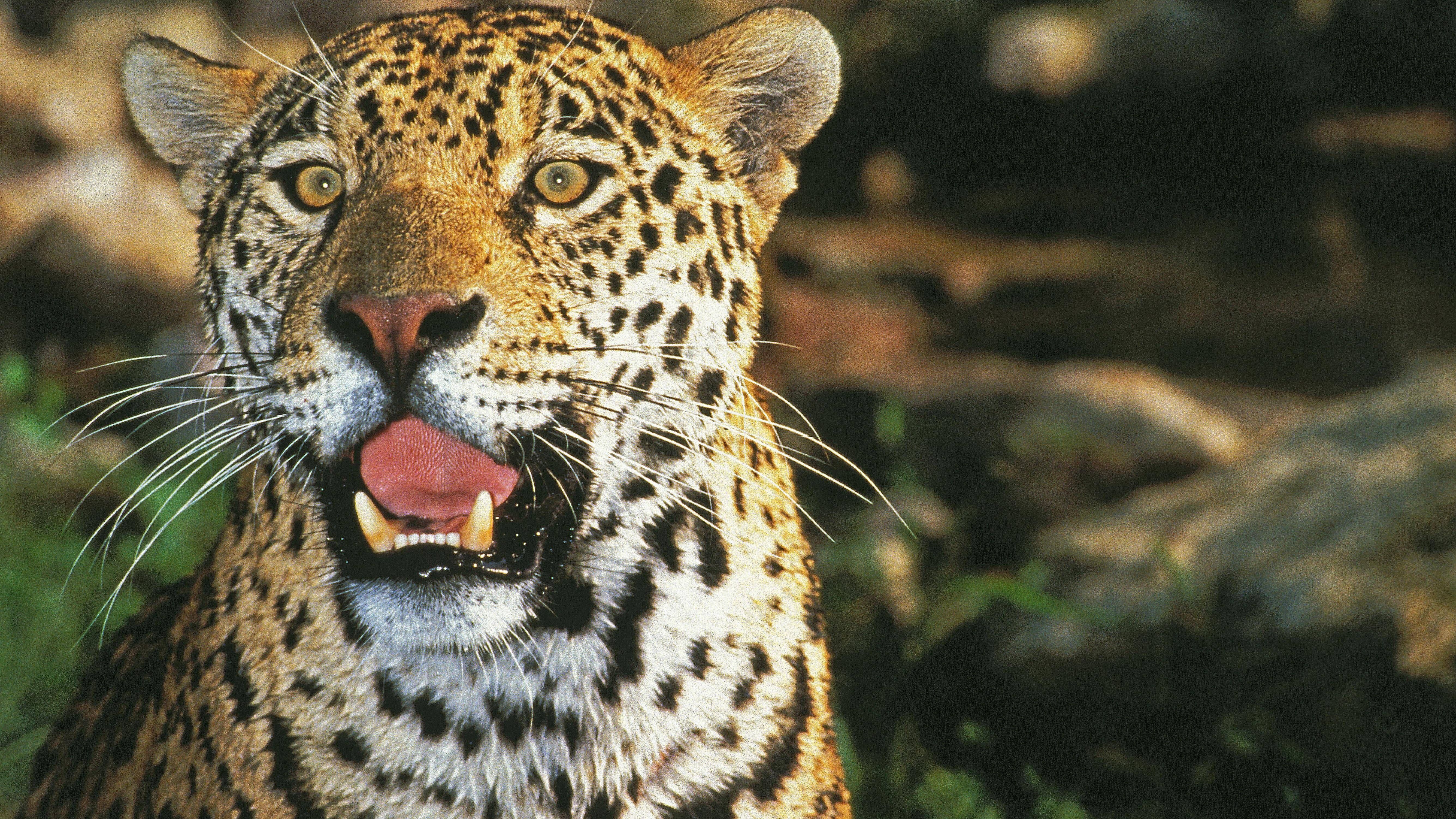 Ein typischer Jaguar mit goldenem Fell und schwarzen Flecken: Das Muster dient der Raubkatze zur Tarnung.
