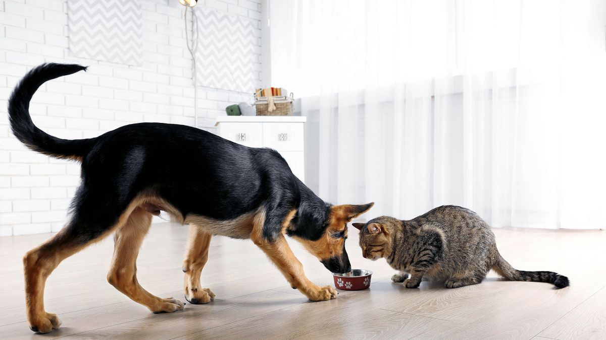 So oft solltest du den Napf deines Haustieres reinigen
