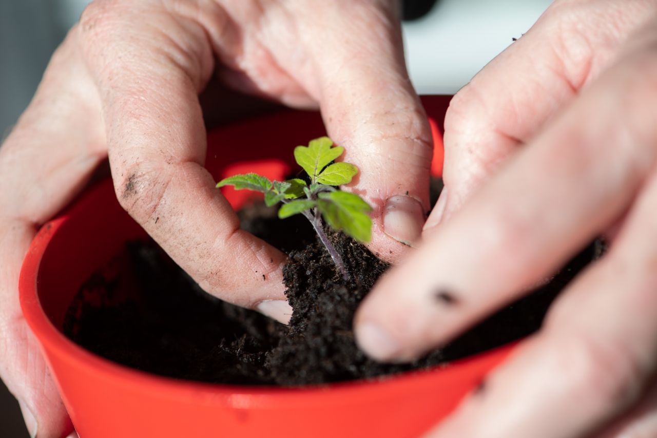 Auch heute empfehlen einige Ratgeber noch immer, bis zum Setzen oder Hinausstellen von Gemüse oder Beeren die Eisheiligen abzuwarten. Die Minustemperaturen können ansonsten die Entwicklung der Pflanzen beeinträchtigen.