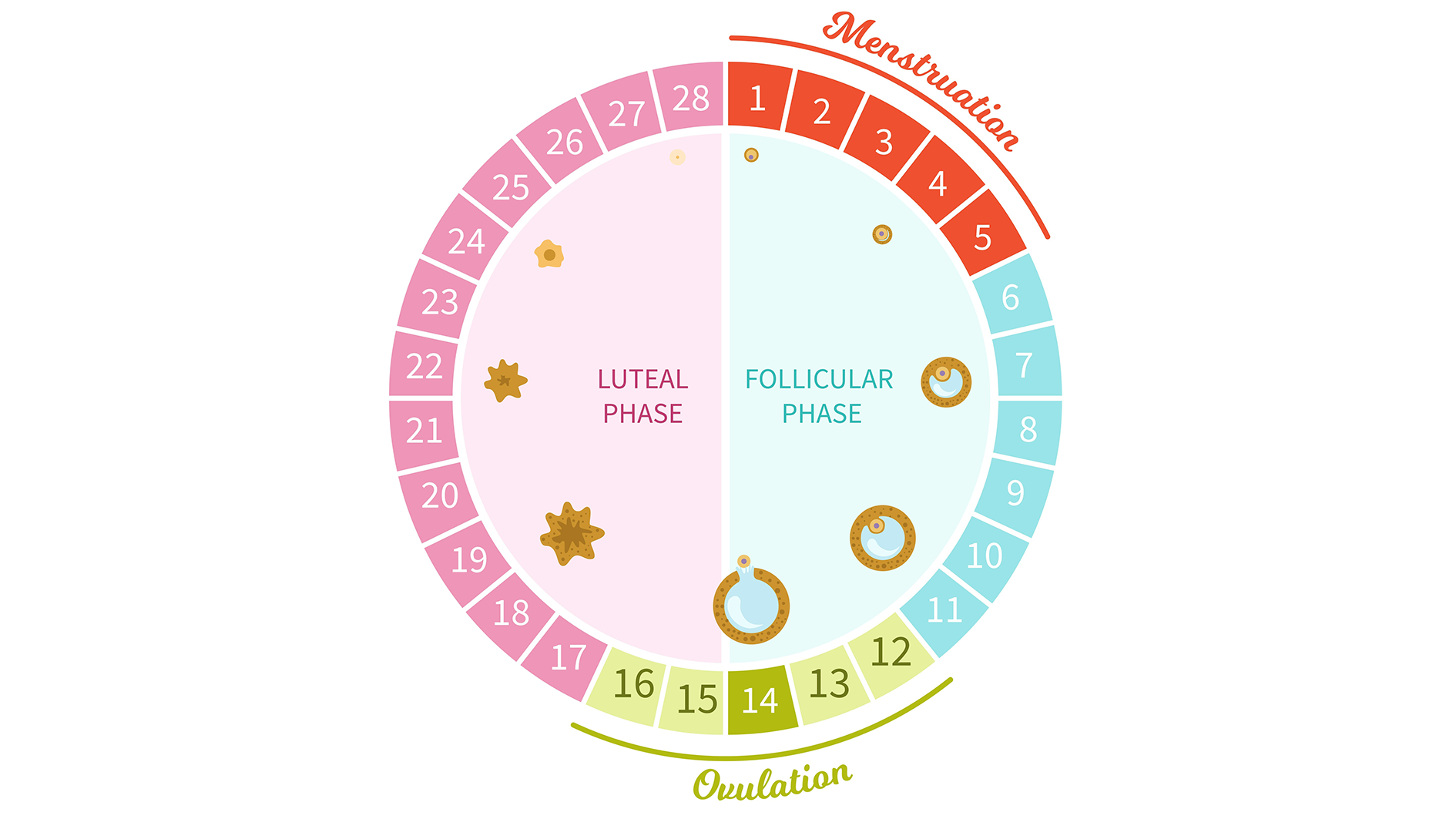 Die Zyklusphasen im Überblick: Follikelphase, Ovulationsphase, Lutealphase und Menstruationsphase.