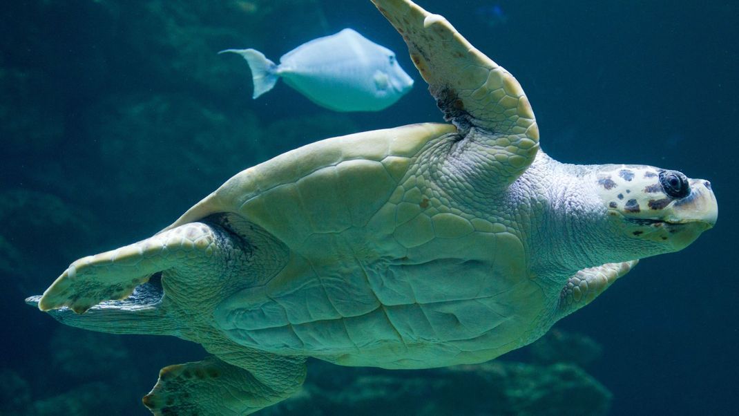 Erst im Alter von 35 bis 39 Jahren erreicht etwa die&nbsp;Unechte Karettschildkröte die Geschlechtsreife. Um ihre Eier abzulegen, wuchten die Schildkröten ihr Gewicht Dutzende Meter über den Strand. An Griechenlands Küsten dieses Jahr sehr viel früher als üblich.