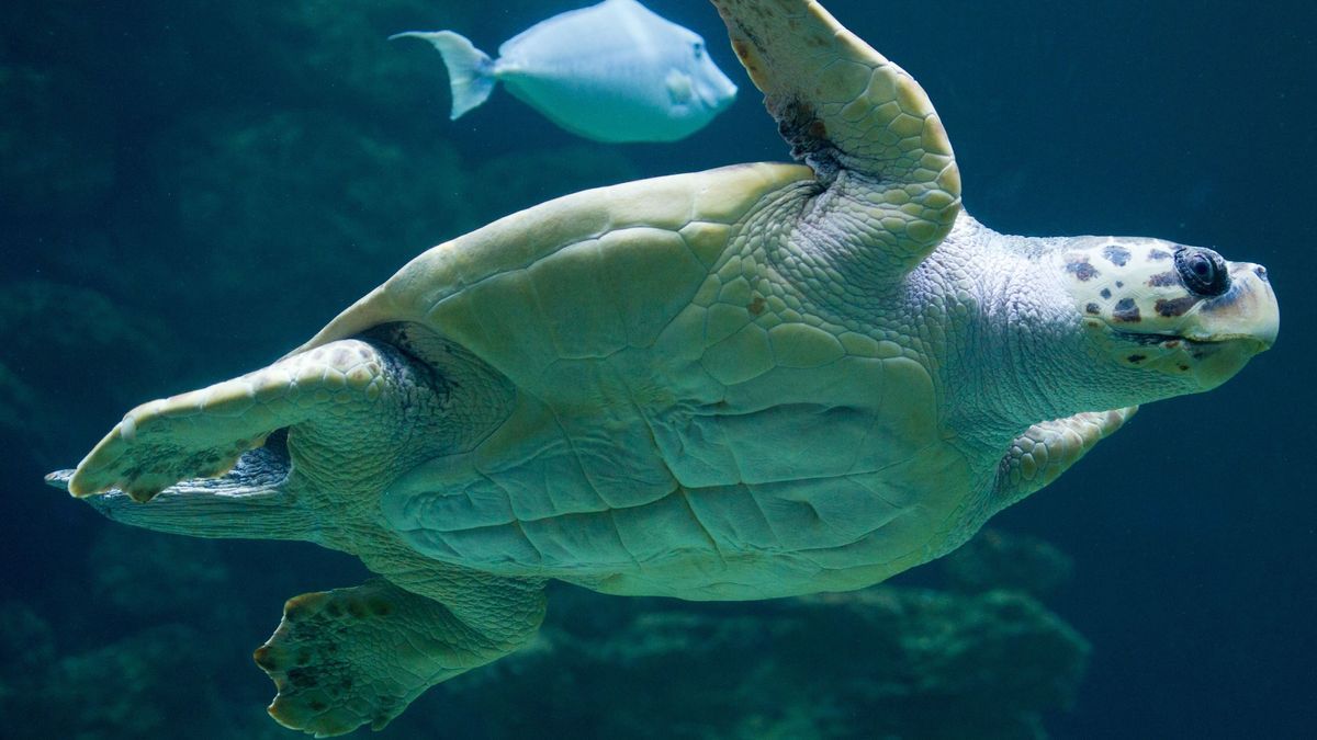 So früh wie nie legen Meeresschildkröten ihre Eier ab - Schuld ist der Klimawandel
