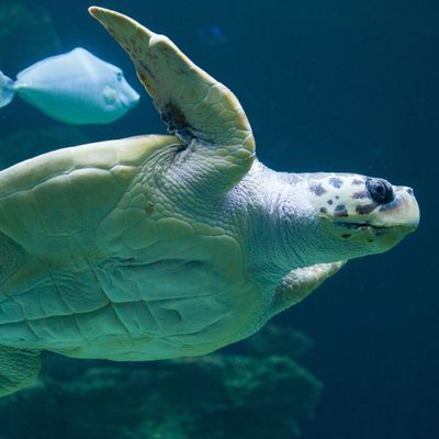 So früh wie nie legen Meeresschildkröten ihre Eier ab - Schuld ist der Klimawandel