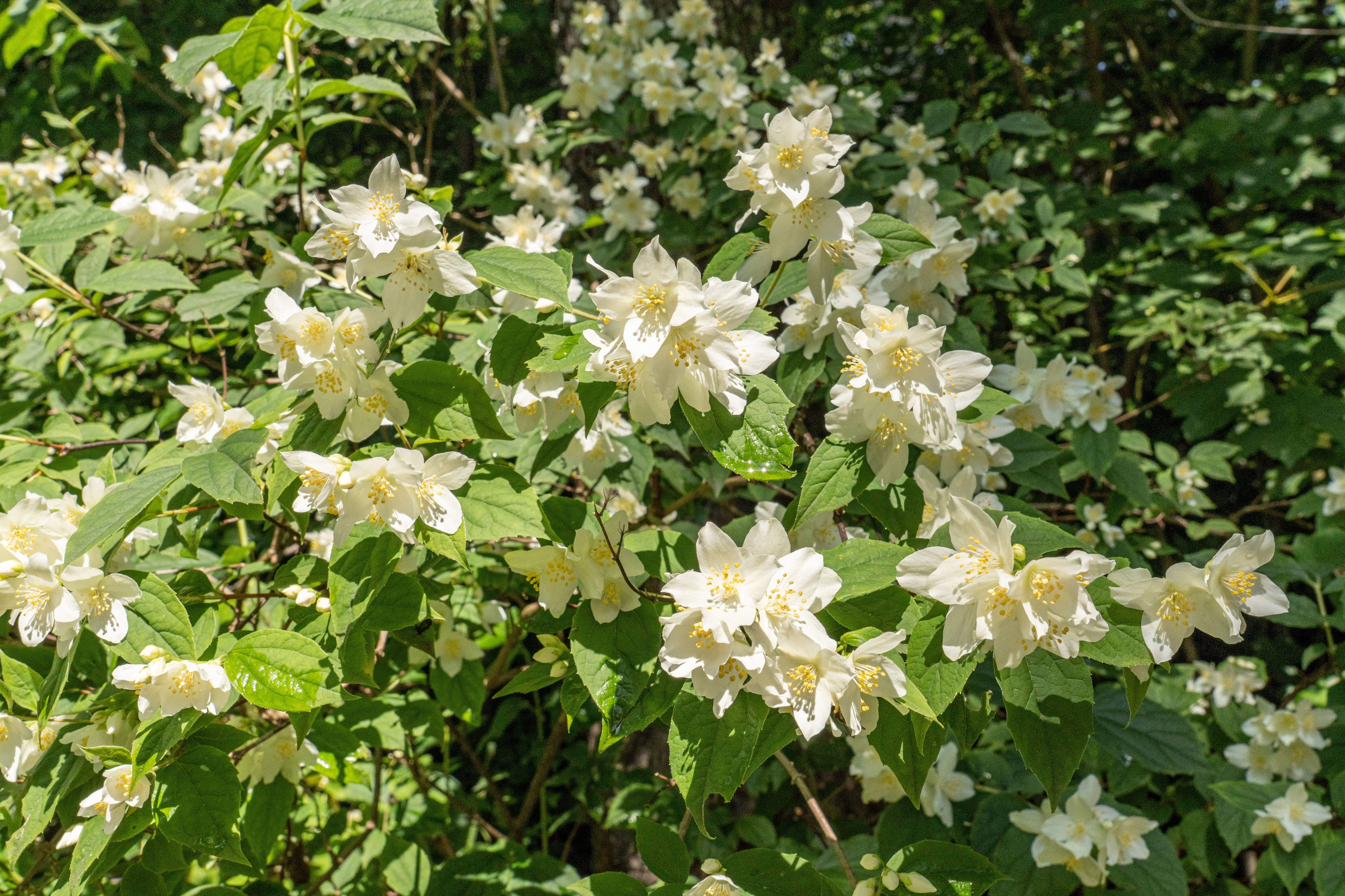 Echter Jasmin öffnet seine Blüten von Mai bis August.