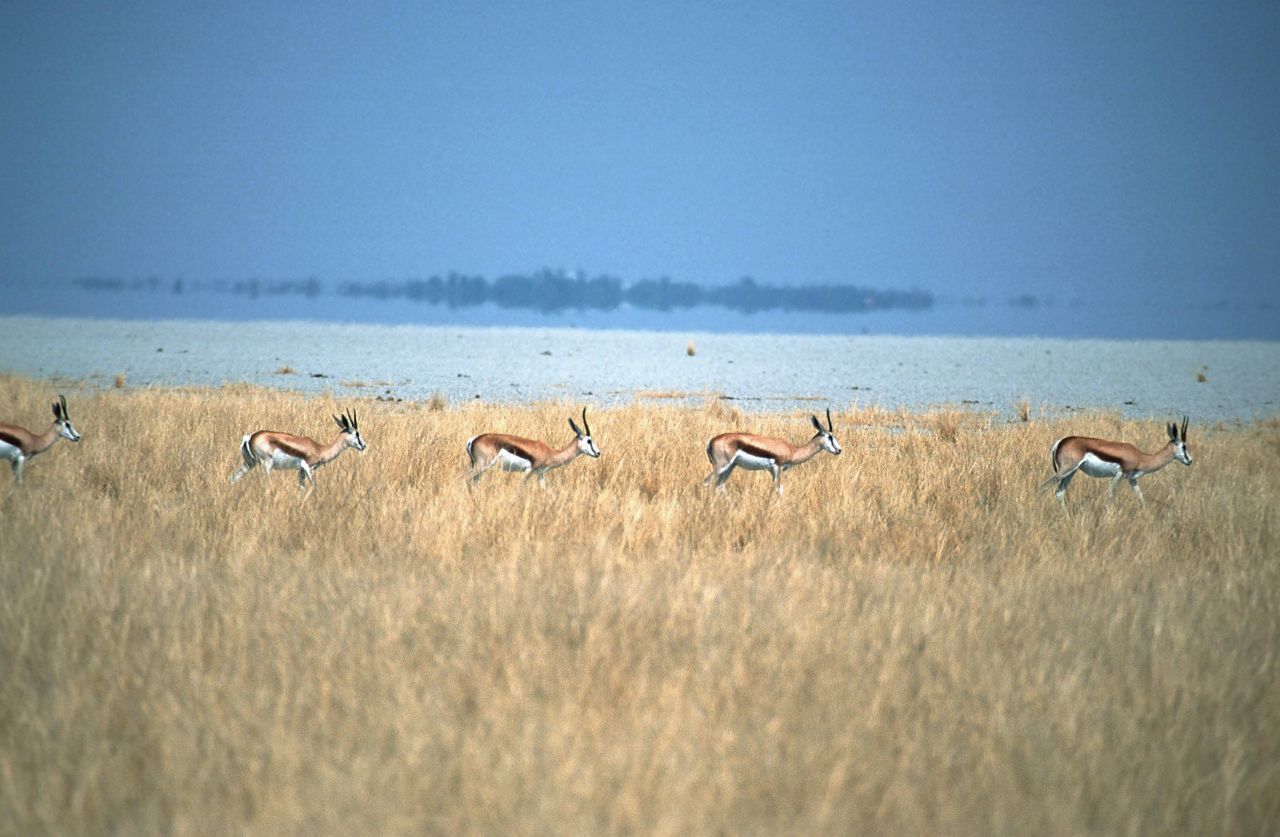 Kein Bock auf Fata Morgana? Diese Springböcke in Namibia ziehen jedenfalls weiter, ohne das Phänomen zu beachten.