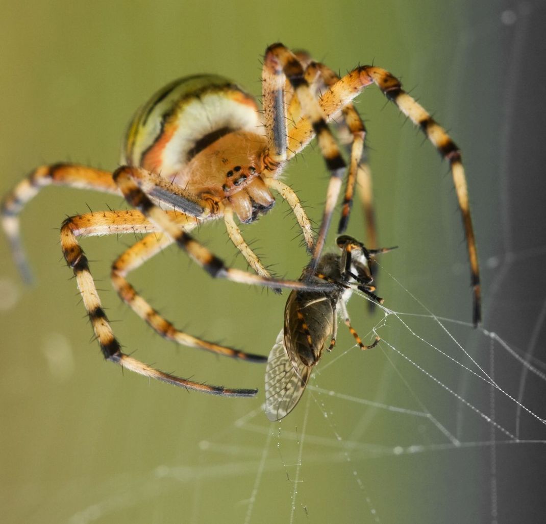 Hilfreicher Mitbewohner: Spinnen fressen nervige Insekten.