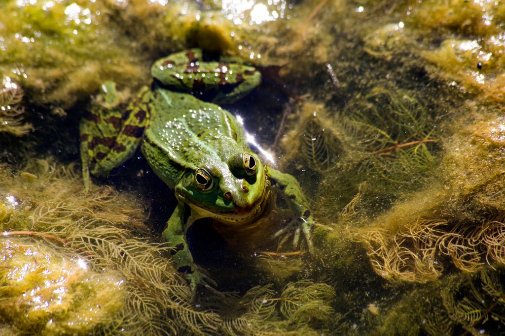 Probleme mit Algen und Frösche im Teich? Mit diesen Methoden vertreibst