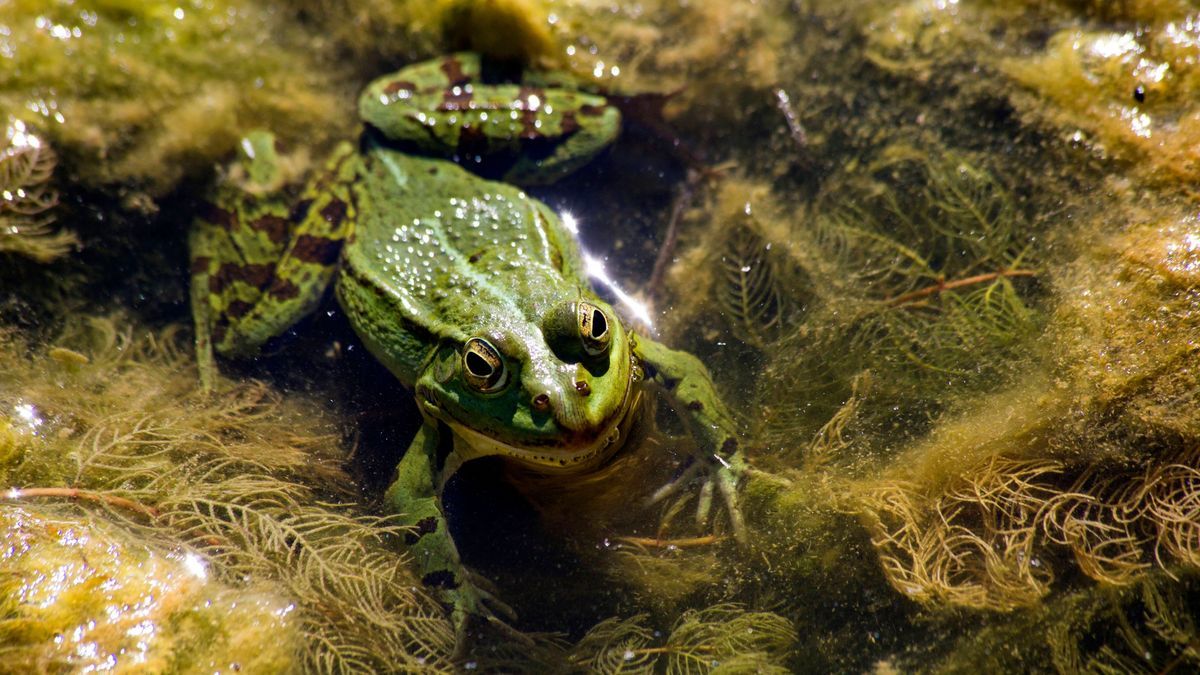 Frösche und Algen im Teich – das hilft wirklich dagegen