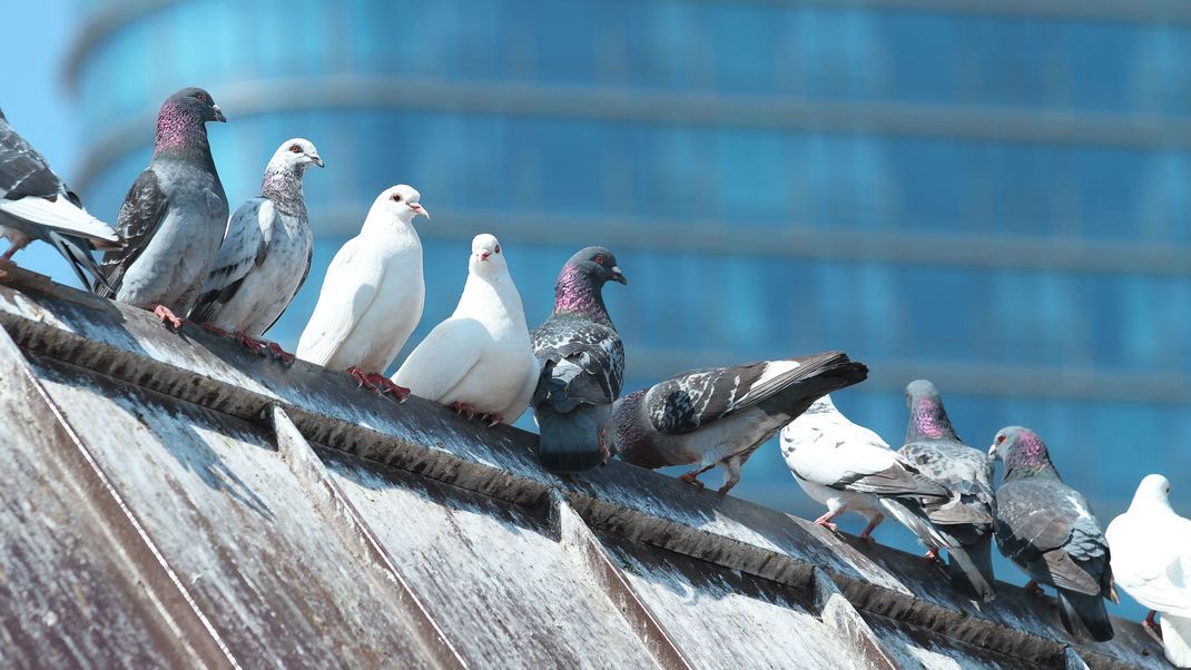 Sauberkeit im Freien: Effektive Methoden zur Entfernung von Vogelkot