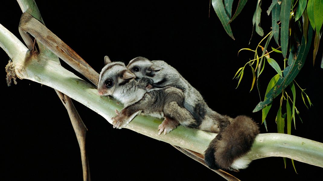 Ein Sugar-Glider-Jungtier hält sich am Rücken seiner Mutter fest.