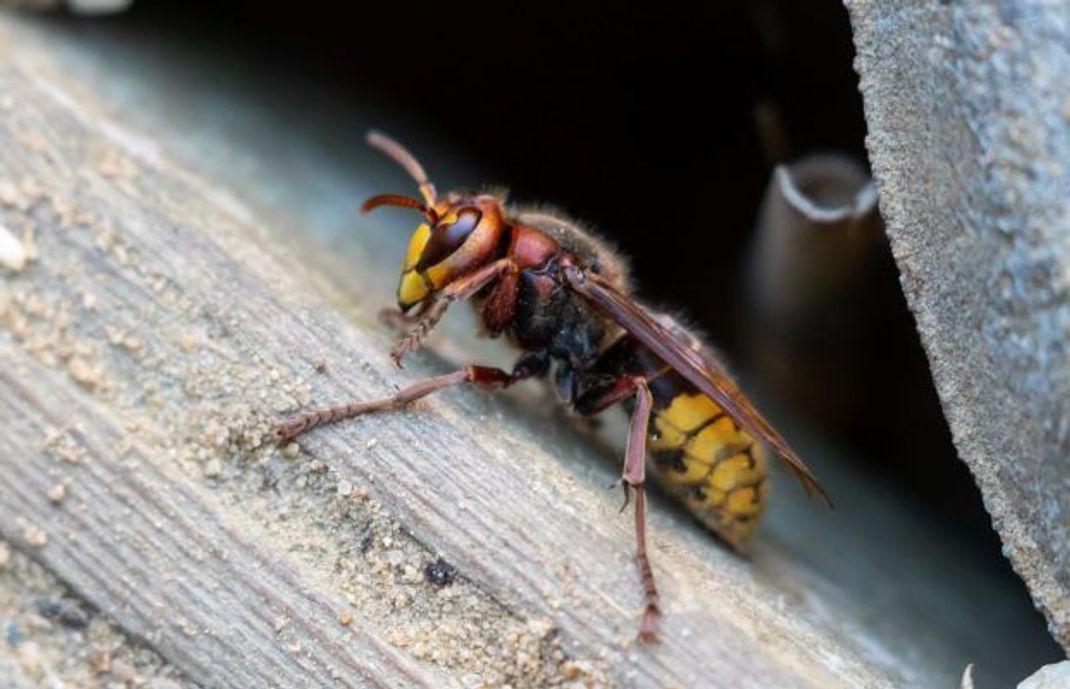 Hornissen stehen unter strengem Naturschutz und dürfen auf keinen Fall getötet werden. Ihre Nester müssen entsprechend umgesiedelt werden.