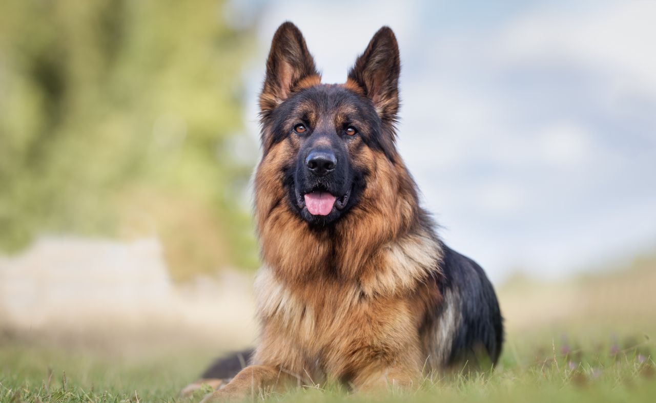 Dass (Schäfer-)Hunde wahre Beschützer sind, wissen wir spätestens seit Kommissar Rex. In den USA rettete Schäferhund Noah seiner Familie 2015 das Leben. Während einer Schießerei auf einem Parkplatz warf er sich schützend vor die Kinder - und starb dabei selbst an den Schüssen. 