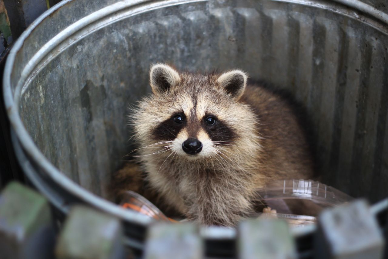 Waschbär-Weibchen sind mit einem Jahr, die Männchen mit 2 Jahren geschlechtsreif. 