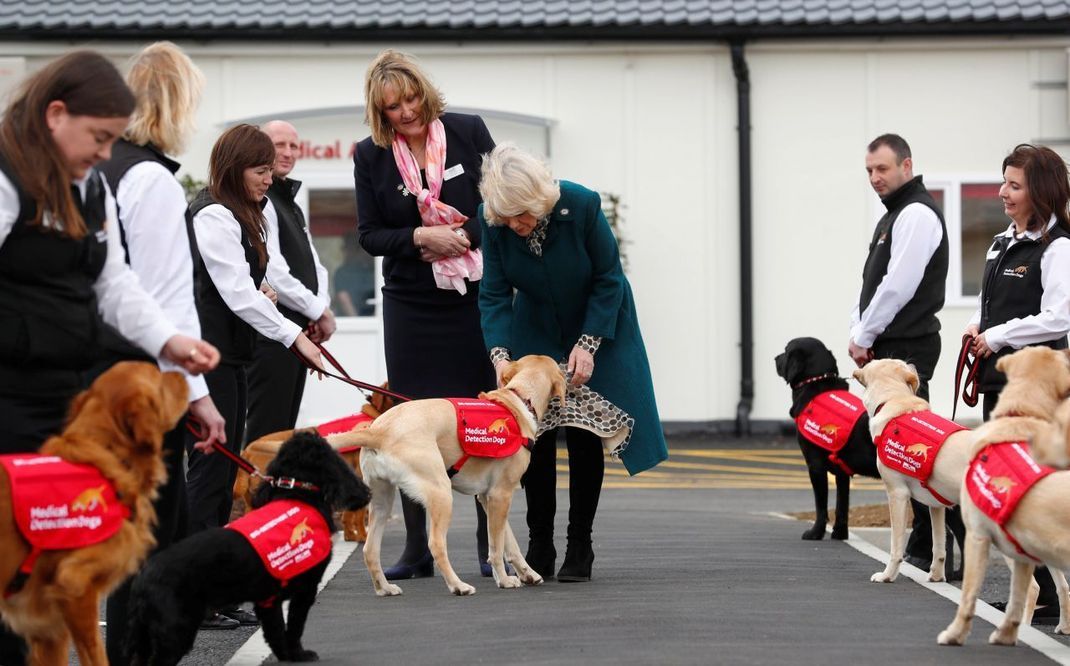 Not bad: Die "Medical Detection Dogs" bekommen Streicheneinheiten von Camilla.