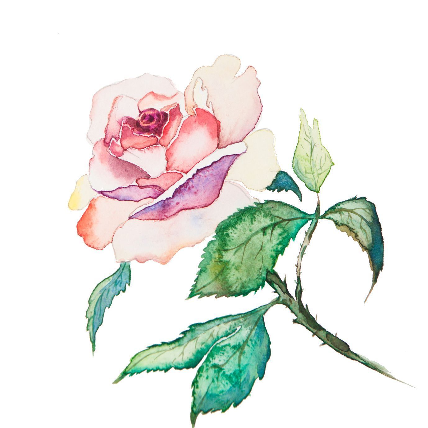 Möchten Sie Rosen zeichnen, gehören natürlich nicht nur Stiel, Blätter und Stacheln dazu, sondern auch schöne Blüten. Wer will, bringt noch etwas Farbe ins Spiel.