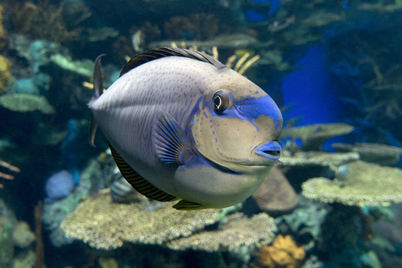 Der Masken-Nasendoktorfisch ist unter anderem am Great Barrier Reef vor Australien zu finden und verdankt seinen Namen Farbstreifen an den Augen. Männchen können die zahlreichen Punkte und Streifen auf ihrem Körper bei der Balz strahlend blau aufleuchten lassen. Und auch an Putzstationen verfärben sie sich. Dadurch werden die Parasiten sichtbar, die auf ihrer Haut sitzen - und Putzerfische können sich dann an die Beseitigung 