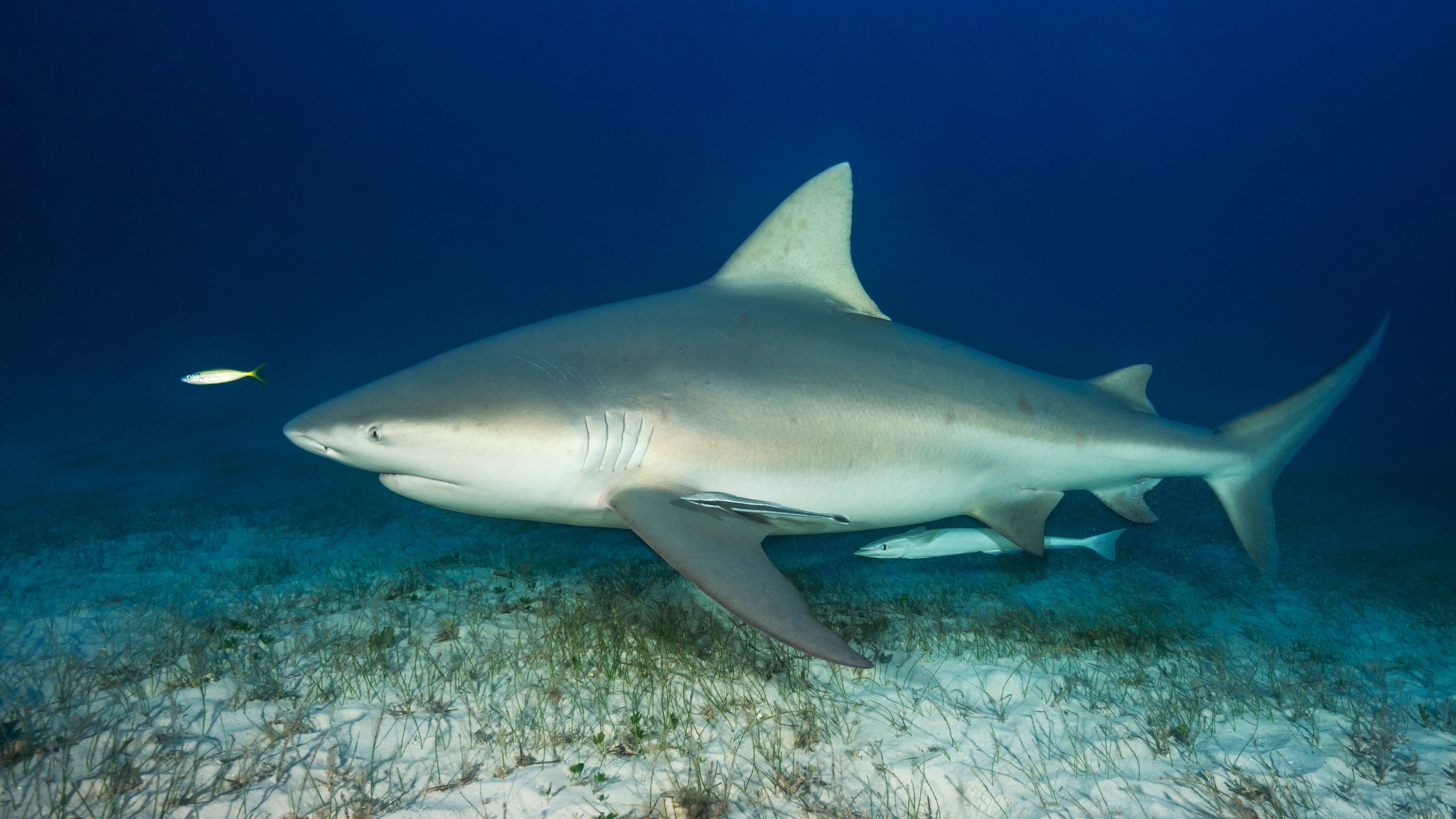 Bullenhaie sind die einzigen Haie, die sowohl in Salz- als auch Süßwasser leben können. Hierfür haben sie bestimmte Drüsen und Nierenfunktionen, die Salz speichern. Tropische Flussdeltas, in denen Süß- auf Salzwasser trifft, bieten daher den perfekten Lebensraum für Bullenhaie. Manchmal schwimmen sie sogar mehrere Hunderte bis Tausende Kilometer weit die Flüsse ins Landesinnere, um dort zu gebären.