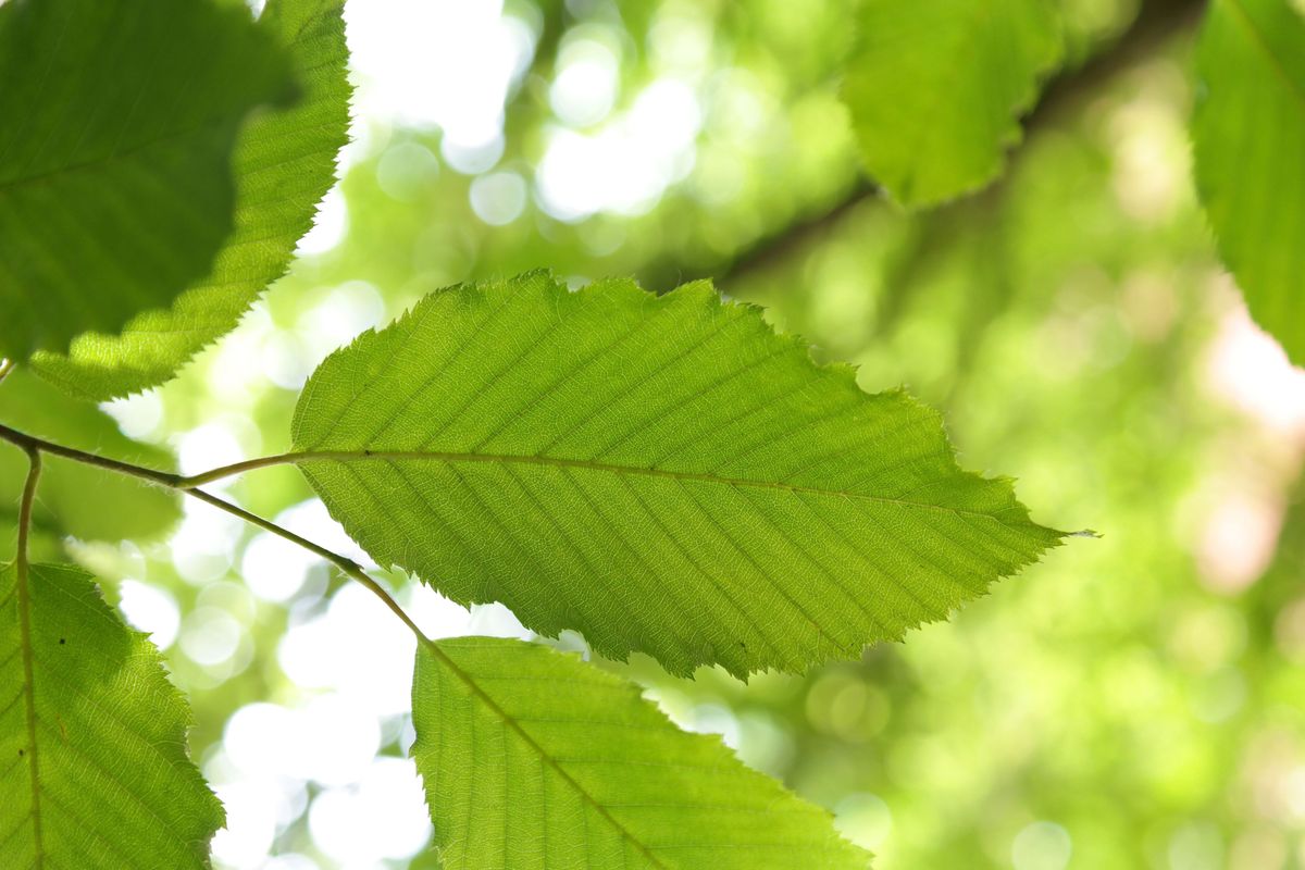 Hainbuche-Blätter-Buche-Baum-pixabay