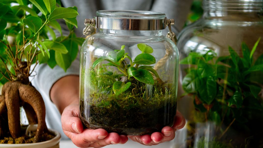 Flaschengarten: Das Mini-Gewächshaus im Glas