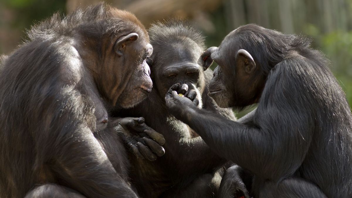 Schimpansen Sind Intelligente Und Sozale Tiere Gettyimages 519106121