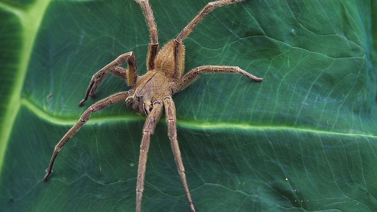 Bananenspinne Brasilianische Wanderspinne picture alliance 85263545