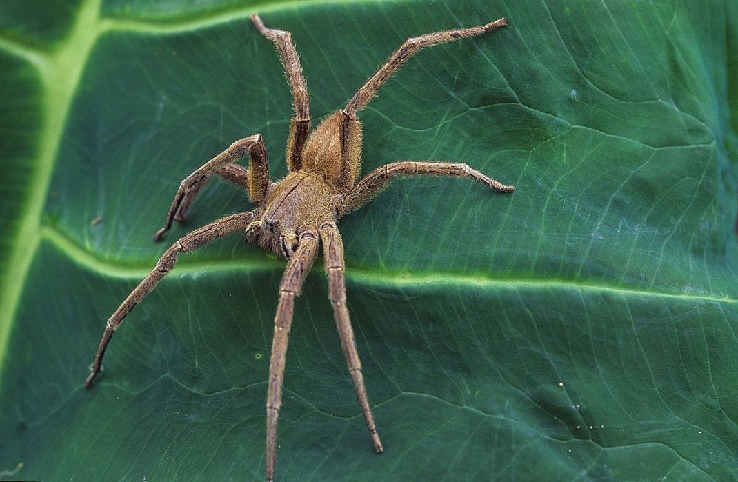 Die Brasilianische Wanderspinne ist sehr giftig, aggressiv und kann zudem springen.