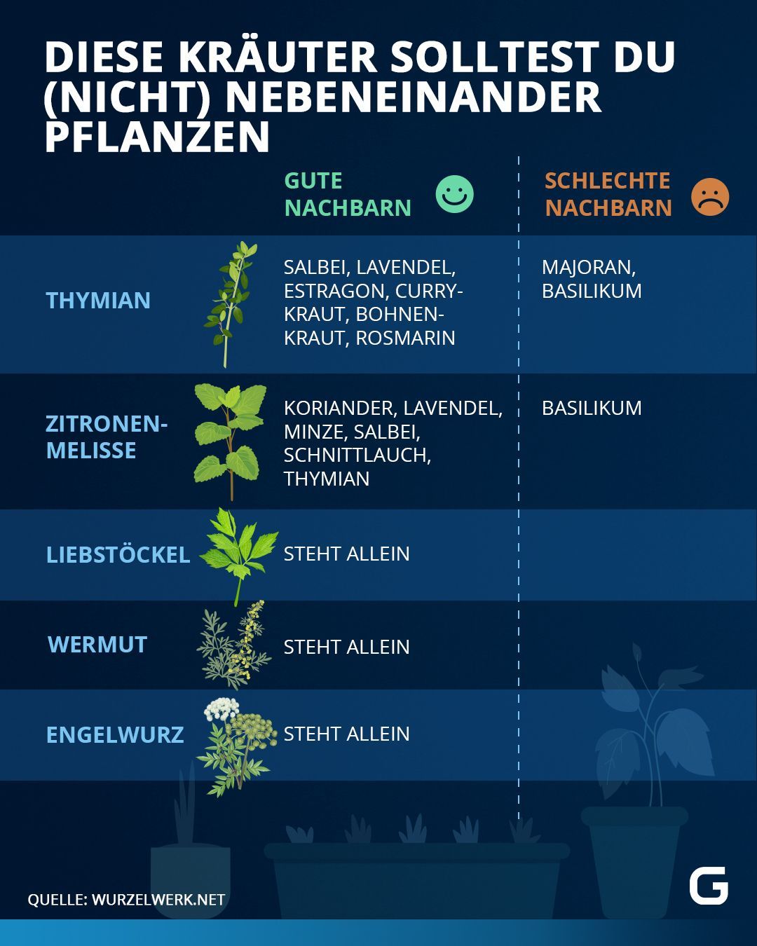 Übersicht: Welche Kräuter können zusammen gepflanzt werden, welche nicht und welche sollten komplett ohne Nachbarn stehen