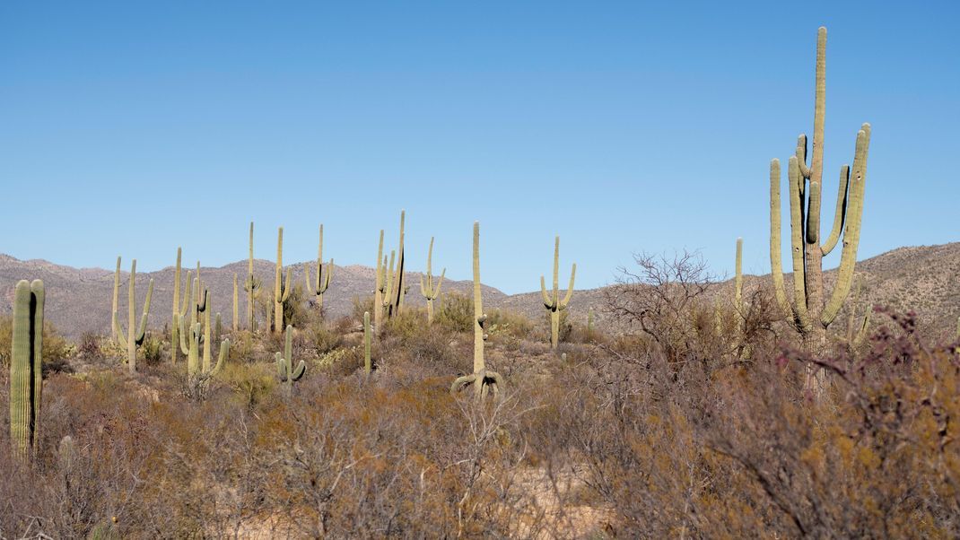 Die Sonora-Wüste ist bekannt für die riesigen Saguaro-Kakteen. 