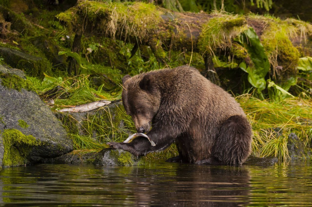 Der "Tongass" im Südosten Alaskas ist mit einer Fläche von 69.000 Quadratkilometern der größte National-Forst der USA. Bewohnt wird er von etwa 75.000 Menschen, darunter auch indigene Völker wie die Tlingit, Haida und Tsimshian. Insgesamt gibt's 6 "Bear Viewing Areas", wo man Schwarz- und Braunbären unter anderem beim Fischfang zugucken kann: Dog Salmon Creek (Prince of Wales Island), Fish Creek (Hyder), Margaret Creek (Ketch