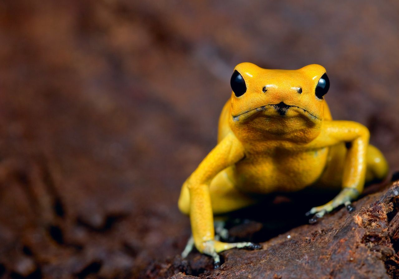 Er gehört zu den giftigsten Tieren überhaupt: der Schreckliche Pfeilgiftfrosch. Schon kleinste Mengen seines Nervengifts töten über 10.000 Mäuse. Auch für Menschen ist eine Berührung tödlich.