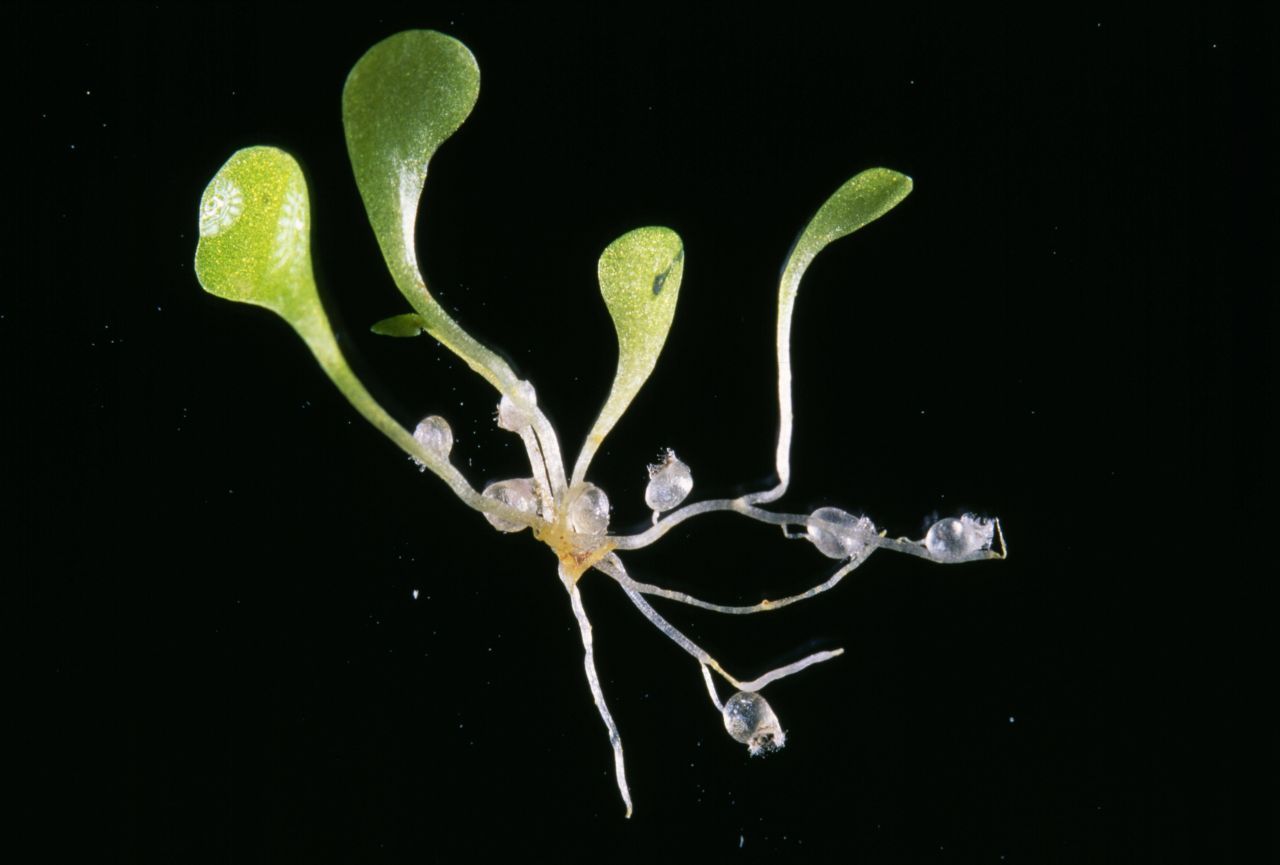 Die Utricularia sandersonii stammt aus Südafrika. Sie saugt ihre Beute ein. Super fürs Terrarium - und für Anfänger.
