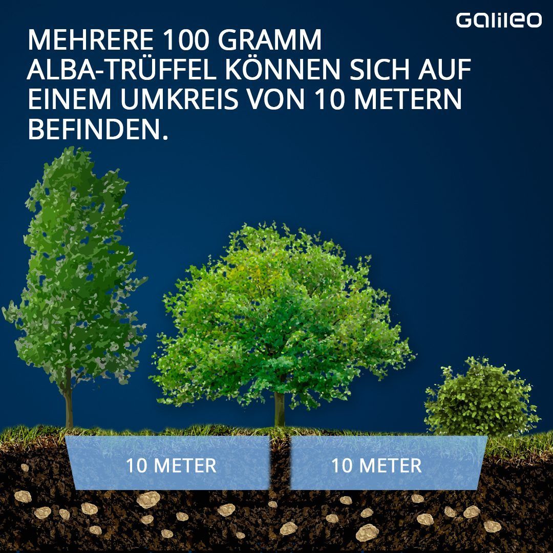 Mehrere 100 Gramm Trüffel können sich auf einem Umkreis von 10 Metern befinden.