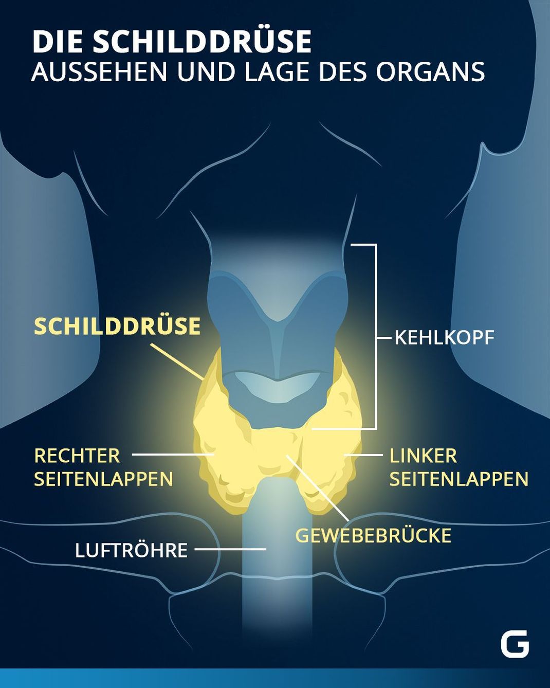 Hier befindet sich die Schilddrüse in deinem Körper. 