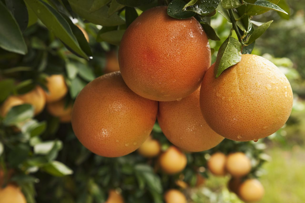 Verwechslungsgefahr! Grapefruits sehen Orangen sehr ähnlich, sind aber wesentlich saurer. Der Saft aus 2 Grapefruits zusammen mit Granatapfelkernen, Himbeeren und getrockneten Goji-Beeren schmeckt trotzdem.