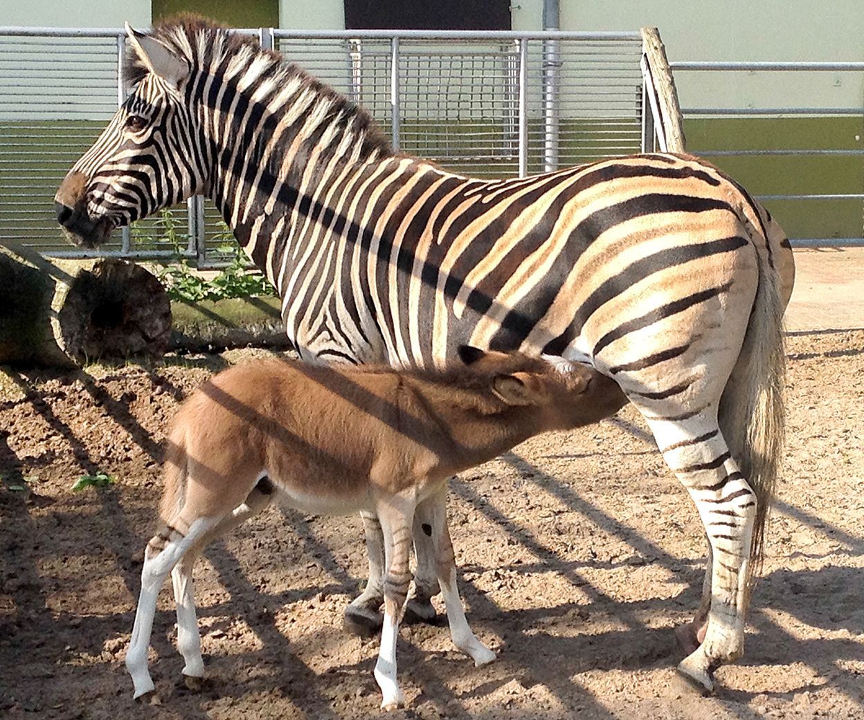 Andersherum wäre es ein Ebra geworden. Die sind aber sehr selten, weil die Zebra-Weibchen bei der Partner-Wahl wählerisch sind.