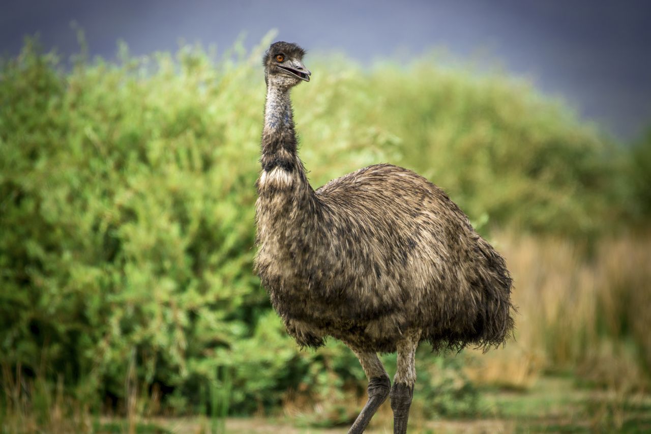 Emu: In Australien rennt der Emu durch die Eukalyptuswälder und Graslandschaften. Er ist mit 150 bis 190 Zentimetern der zweitgrößte Laufvogel weltweit. Im Gegensatz zum Strauß sind sie eher Einzelgänger oder leben in Paaren. Auf die größeren Gruppen verzichten sie. Sie erreichen eine Höchstgeschwindigkeit von 48 Kilometern pro Stunde. 
