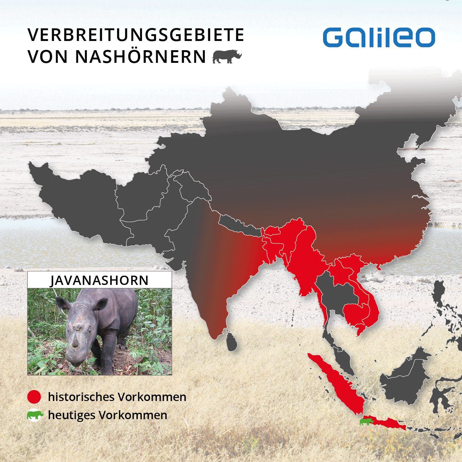 Java, Bangladesh, Myanmar, Thailand, Laos, Kambodscha, Vietnam, Borneo, Sumatra und der Süden Chinas - alles Länder, in denen das Javanashorn einst lebte. Heute gibt es nur noch eine Restpopulation im Ujung-Kulon-Nationalpark an der Westspitze von Java.
