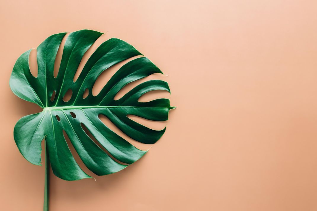 Die Monstera wird auch Fensterblatt genannt, wegen den Lücken (oder "Fenstern") in ihren Blättern.