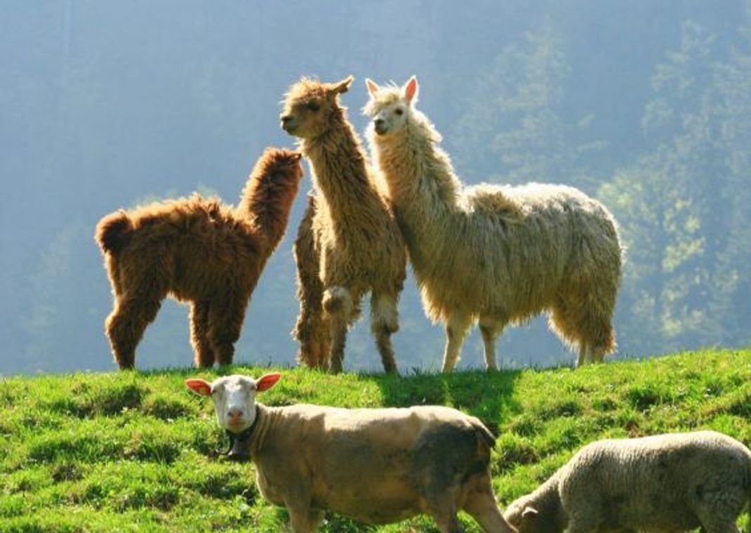 Lamas und Alpakas sind als Bodyguards für Schafherden im Einsatz.