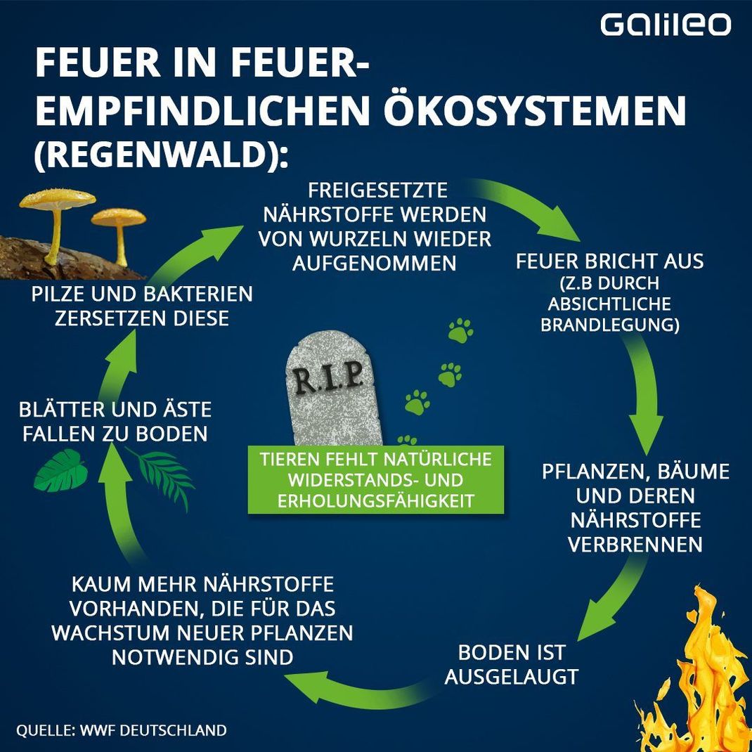 Die Einwirkung und Bedrohung des Feuers auf die Regenwälder.