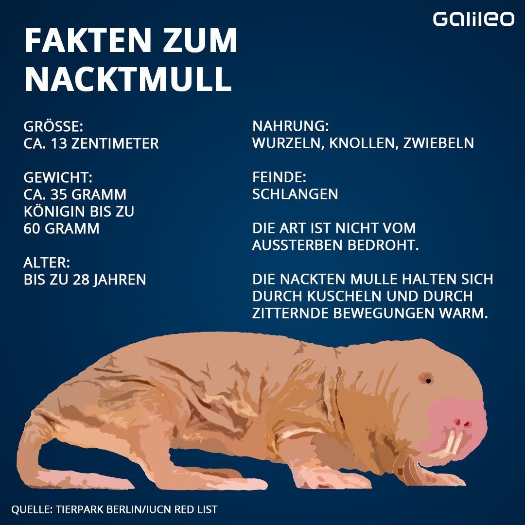 Die wichtigsten Fakten zum Nacktmull. 