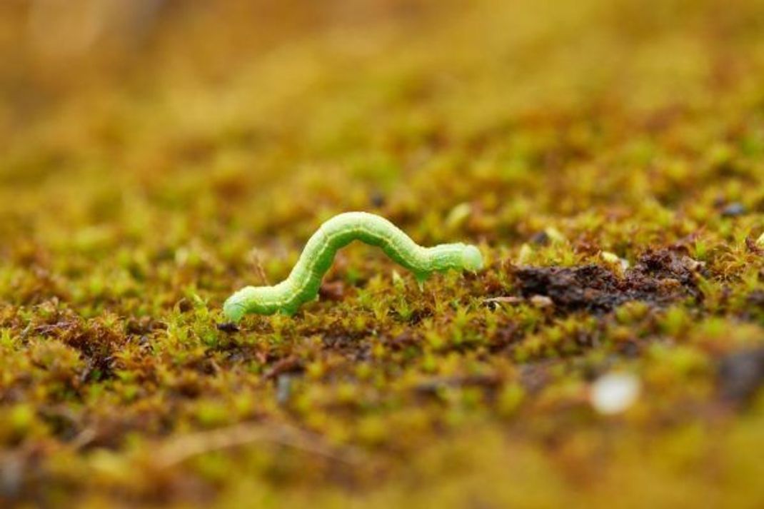 Die Larven des Kleinen Frostspanners sind hellgrün.