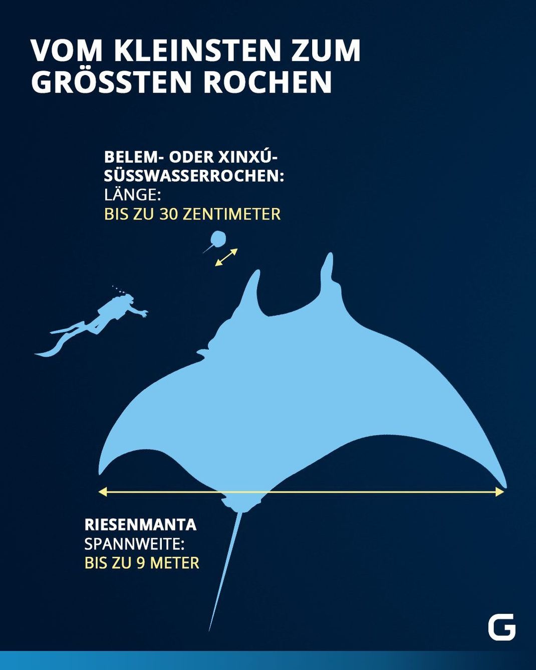 Rochen: So groß werden der kleinste und der größte Rochen im Vergleich zum Menschen.