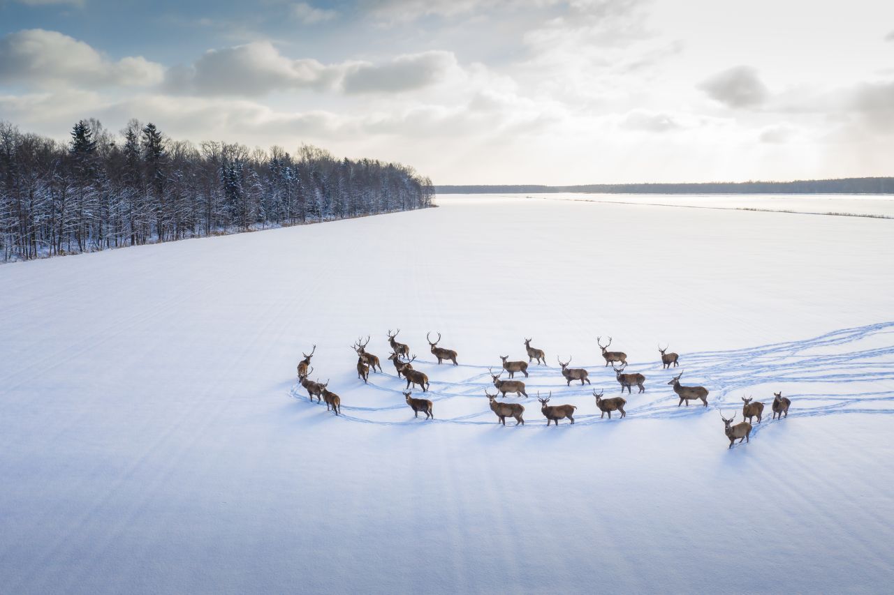 Eine Rentier-Herde ist in einer Winterlandschaft unterwegs.
