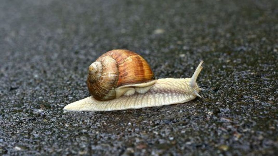 Weinbergschnecke